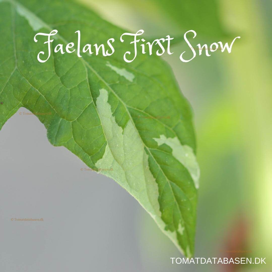 Faelan’s First Snow